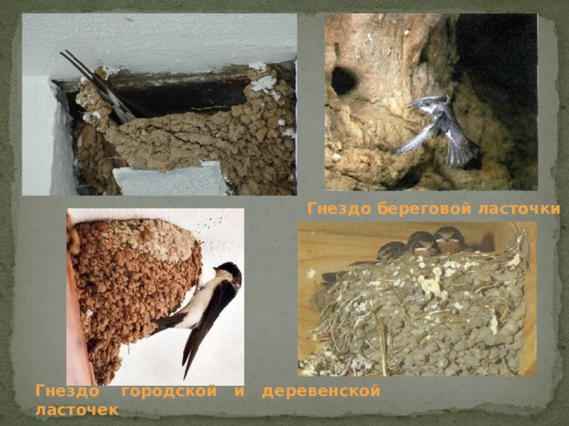 Гнездо береговой ласточки Гнездо городской  и деревенской ласточек 