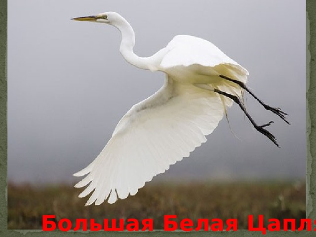 Большая Белая Цапля 