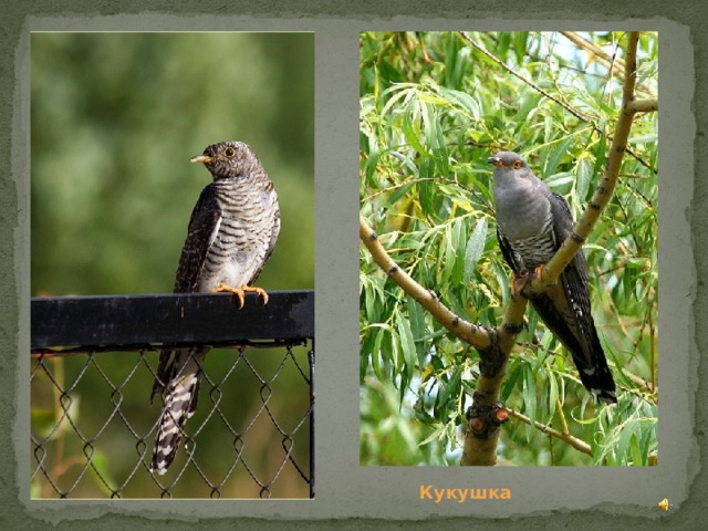 Кукушка 