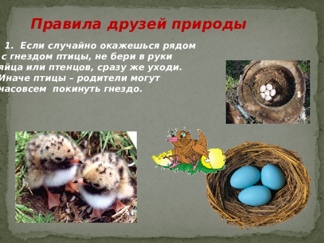 Правила друзей природы  1. Если случайно окажешься рядом  с гнездом птицы, не бери в руки яйца или птенцов, сразу же уходи. Иначе птицы – родители могут насовсем покинуть гнездо. 