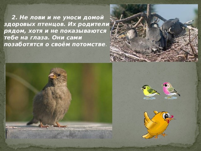  2. Не лови и не уноси домой здоровых птенцов. Их родители рядом, хотя и не показываются тебе на глаза. Они сами позаботятся о своём потомстве .  
