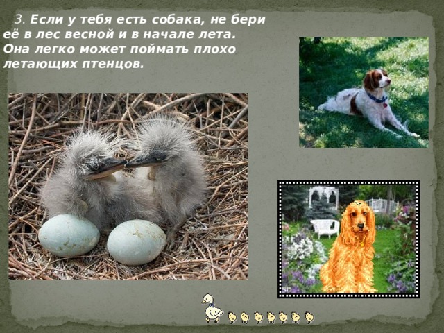 3. Если у тебя есть собака, не бери её в лес весной и в начале лета. Она легко может поймать плохо летающих птенцов. 