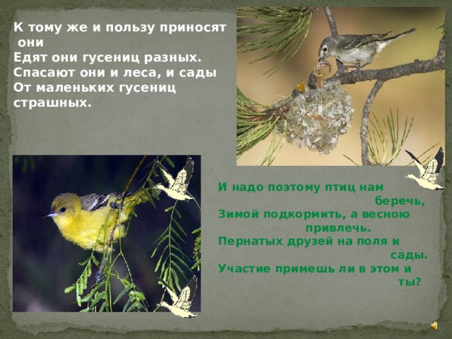 К тому же и пользу приносят они Едят они гусениц разных. Спасают они и леса, и сады От маленьких гусениц стра шных. И надо поэтому птиц нам  беречь, Зимой подкормить, а весною      привлечь. Пернатых друзей на поля и  сады. Участие примешь ли в этом и  ты? 