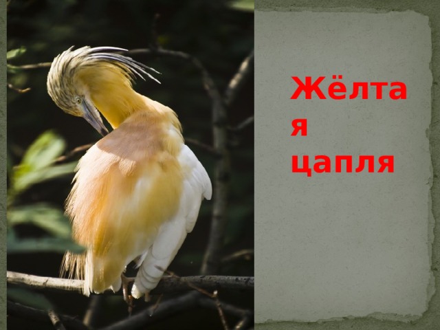Жёлтая цапля 