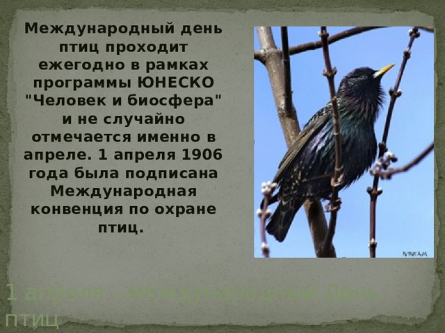 Международный день птиц проходит ежегодно в рамках программы ЮНЕСКО 