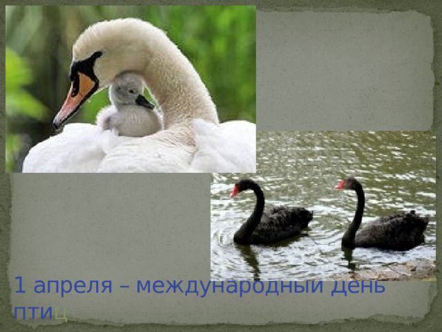 1 апреля – международный День пти ц 