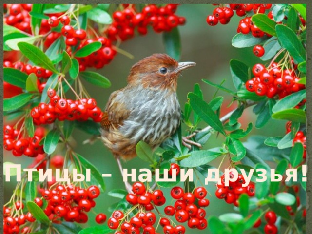 Птицы – наши друзья! 