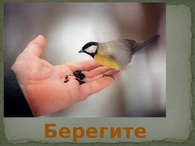 Берегите птиц! 