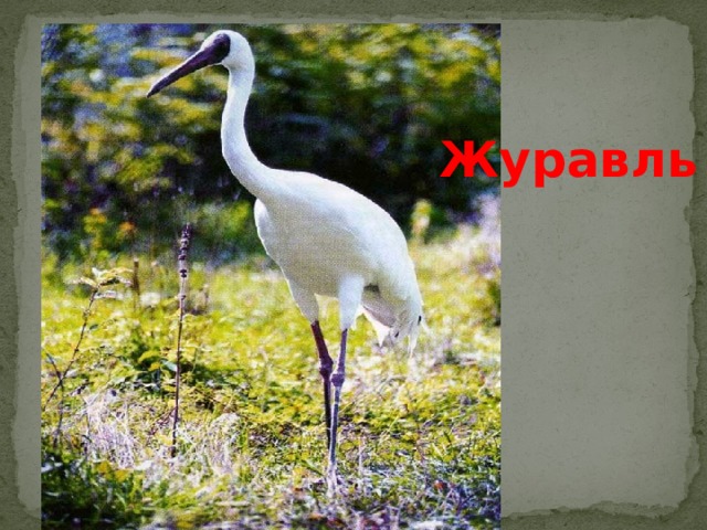 Журавль 