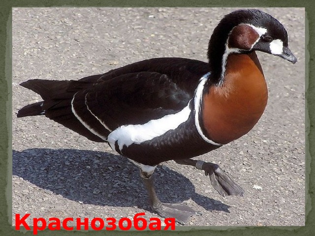 Краснозобая казарка 