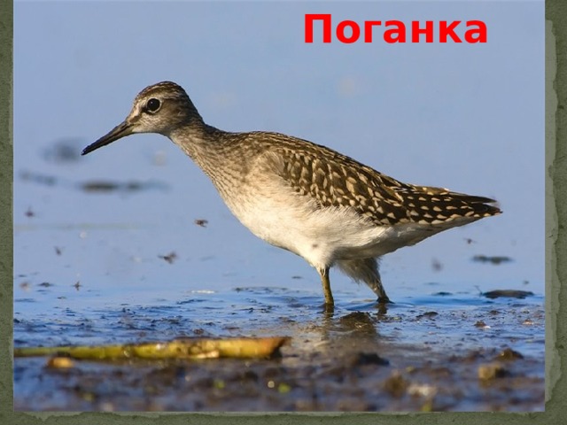 Поганка 