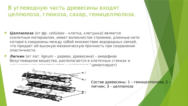 В углеводную часть древесины входят целлюлоза, глюкоза, сахар, гемицеллюлоза.  Целлюлоза  (от фр.  cellulose  – клетка, клетушка) является скелетным материалом, имеет волокнистое строение, длинные нити которого соединены между собой множеством водородных связей, что придает ей высокую механическую прочность при сохранении эластичности. Лигнин  (от лат.  lignum  – дерево, древесина) – аморфное безуглеводное вещество, располагается в клеточных стенках и межклеточном пространстве и скрепляет (цементирует) целлюлозные волокна между собой.  Состав древесины: 1 – гемицеллюлоза; 2 – лигнин; 3 – целлюлоза 