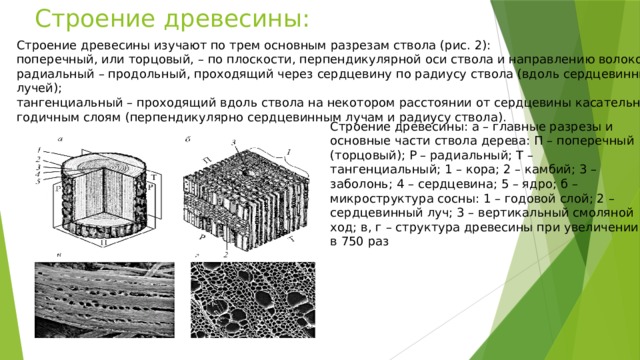  Строение древесины: Строение древесины изучают по трем основным разрезам ствола (рис. 2): поперечный, или торцовый, – по плоскости, перпендикулярной оси ствола и направлению волокон; радиальный – продольный, проходящий через сердцевину по радиусу ствола (вдоль сердцевинных лучей); тангенциальный – проходящий вдоль ствола на некотором расстоянии от сердцевины касательно к годичным слоям (перпендикулярно сердцевинным лучам и радиусу ствола). Строение древесины: а – главные разрезы и основные части ствола дерева: П – поперечный (торцовый); Р – радиальный; Т – тангенциальный; 1 – кора; 2 – камбий; 3 – заболонь; 4 – сердцевина; 5 – ядро; б – микроструктура сосны: 1 – годовой слой; 2 – сердцевинный луч; 3 – вертикальный смоляной ход; в, г – структура древесины при увеличении в 750 раз 