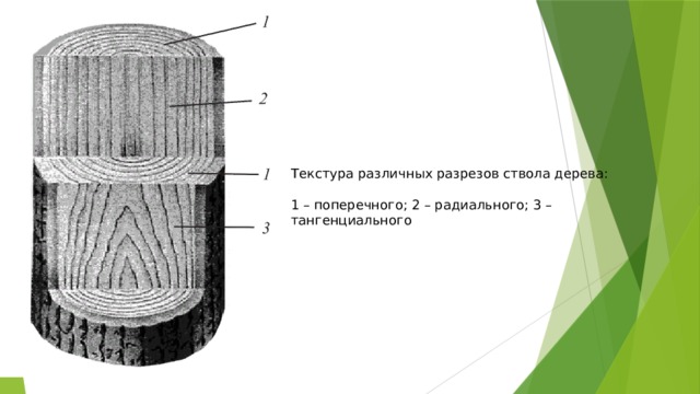 Текстура различных разрезов ствола дерева: 1 – поперечного; 2 – радиального; 3 – тангенциального 