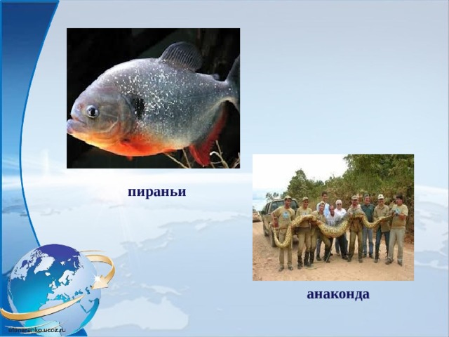 пираньи анаконда   