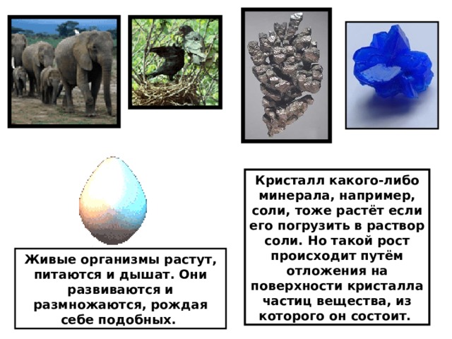                                   Кристалл какого-либо минерала, например, соли, тоже растёт если его погрузить в раствор соли. Но такой рост происходит путём отложения на поверхности кристалла частиц вещества, из которого он состоит. Живые организмы растут, питаются и дышат. Они развиваются и размножаются, рождая себе подобных. 