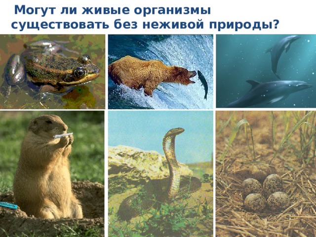  Могут ли живые организмы существовать без неживой природы? 