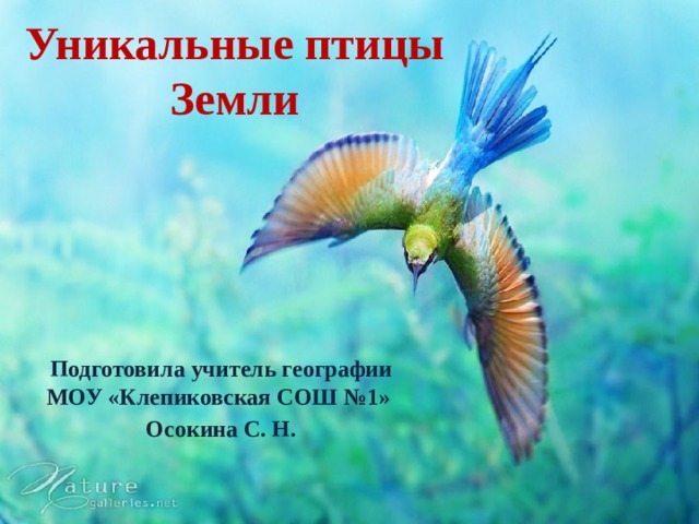 Уникальные птицы Земли Подготовила учитель географии МОУ «Клепиковская СОШ №1» Осокина С. Н.  