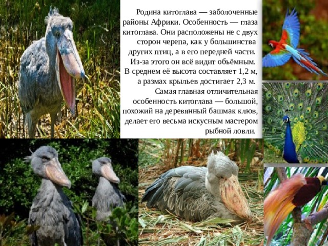 Родина китоглава — заболоченные районы Африки. Особенность — глаза китоглава. Они расположены не с двух сторон черепа, как у большинства  других птиц, а в его передней части.  Из-за этого он всё видит объёмным.  В среднем её высота составляет 1,2 м,  а размах крыльев достигает 2,3 м.  Самая главная отличительная особенность китоглава — большой, похожий на деревянный башмак клюв, делает его весьма искусным мастером рыбной ловли.   