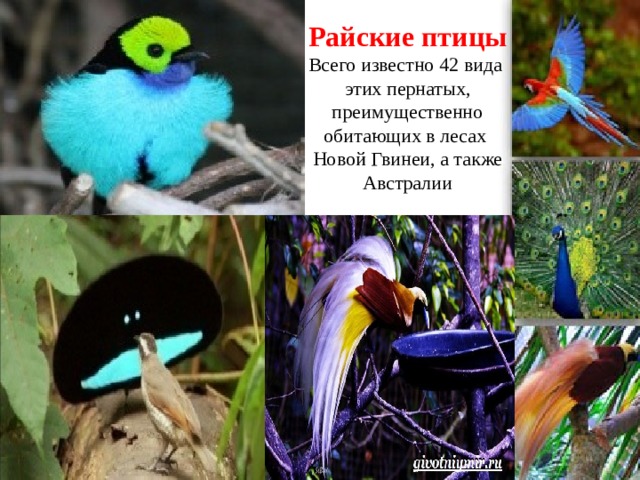 Райские птицы  Всего известно 42 вида  этих пернатых, преимущественно обитающих в лесах  Новой Гвинеи, а также Австралии 