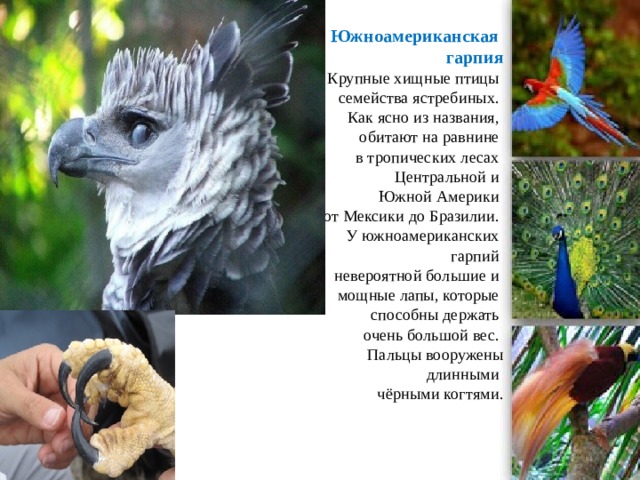 Южноамериканская  гарпия  Крупные хищные птицы  семейства ястребиных.  Как ясно из названия,  обитают на равнине  в тропических лесах  Центральной и  Южной Америки  от Мексики до Бразилии.  У южноамериканских  гарпий  невероятной большие и  мощные лапы, которые  способны держать  очень большой вес.  Пальцы вооружены  длинными  чёрными когтями.   