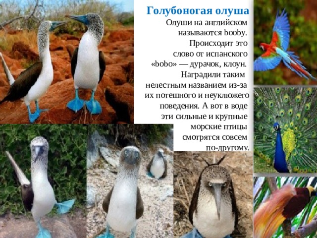 Голубоногая олуша  Олуши на английском  называются booby.  Происходит это  слово от испанского  «bobo» — дурачок, клоун.  Наградили таким  нелестным названием из-за  их потешного и неуклюжего  поведения. А вот в воде  эти сильные и крупные  морские птицы  смотрятся совсем  по-другому.      