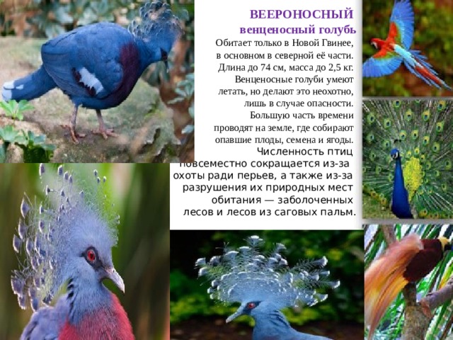 ВЕЕРОНОСНЫЙ  венценосный голубь  Обитает только в Новой Гвинее,  в основном в северной её части.  Длина до 74 см, масса до 2,5 кг.  Венценосные голуби умеют  летать, но делают это неохотно,  лишь в случае опасности.  Большую часть времени  проводят на земле, где собирают  опавшие плоды, семена и ягоды.  Численность птиц  повсеместно сокращается из-за  охоты ради перьев, а также из-за  разрушения их природных мест  обитания — заболоченных  лесов и лесов из саговых пальм.        