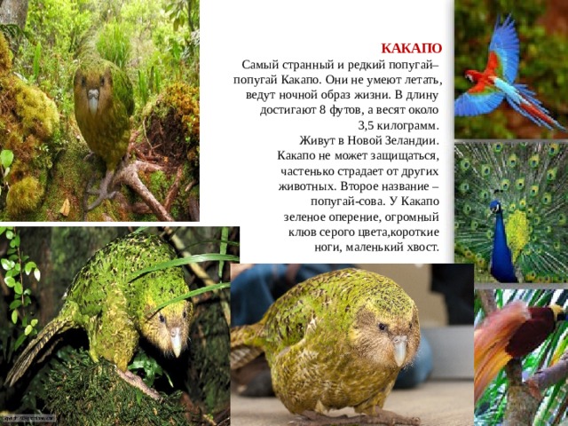   КАКАПО  Самый странный и редкий попугай–  попугай Какапо. Они не умеют летать,  ведут ночной образ жизни. В длину  достигают 8 футов, а весят около  3,5 килограмм.  Живут в Новой Зеландии.  Какапо не может защищаться,  частенько страдает от других  животных. Второе название –  попугай-сова. У Какапо  зеленое оперение, огромный  клюв серого цвета,короткие  ноги, маленький хвост.            