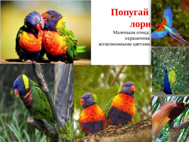 Попугай  лори  М аленькая птица,  окрашенная  всевозможными цветами .              