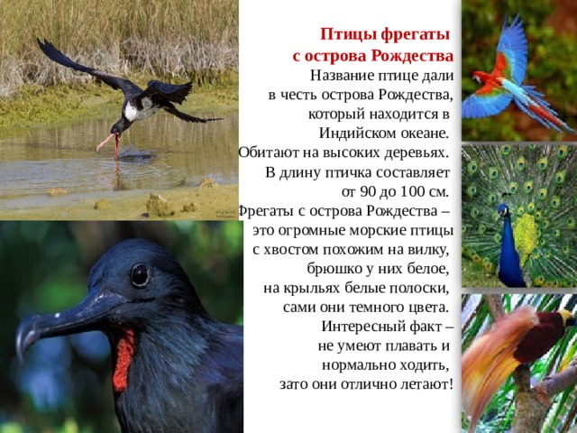 Птицы фрегаты  с острова Рождества  Название птице дали  в честь острова Рождества,  который находится в  Индийском океане.  Обитают на высоких деревьях.  В длину птичка составляет  от 90 до 100 см.  Фрегаты с острова Рождества –  это огромные морские птицы  с хвостом похожим на вилку,  брюшко у них белое,  на крыльях белые полоски,  сами они темного цвета.  Интересный факт –  не умеют плавать и  нормально ходить,  зато они отлично летают! 