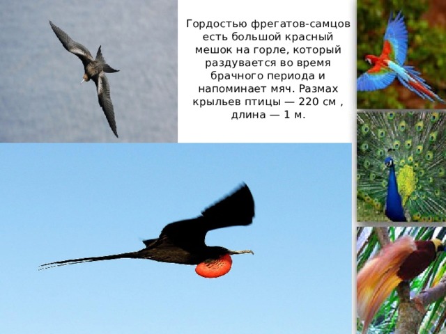 Гордостью фрегатов-самцов есть большой красный мешок на горле, который раздувается во время брачного периода и напоминает мяч. Размах крыльев птицы — 220 см , длина — 1 м.   