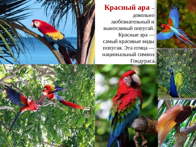 Красный ара  –  довольно  любознательный и  выносливый попугай.  Красные ара —  самый красивые виды  попугая. Эта птица —  национальный символ  Гондураса .     