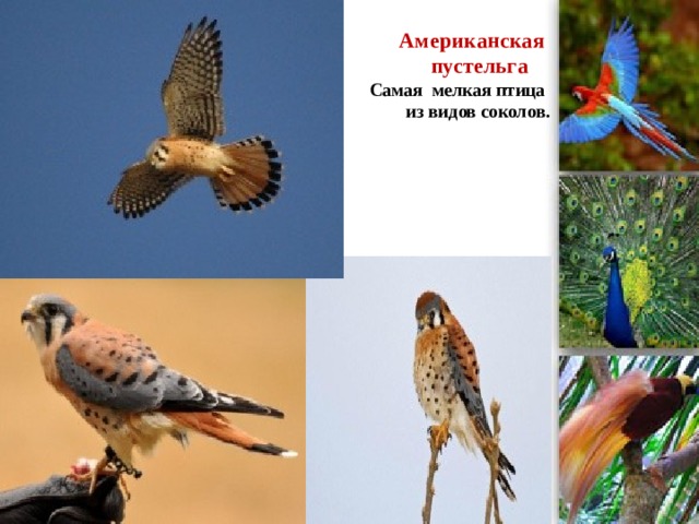 Американская  пустельга  Самая мелкая птица  из видов соколов.      
