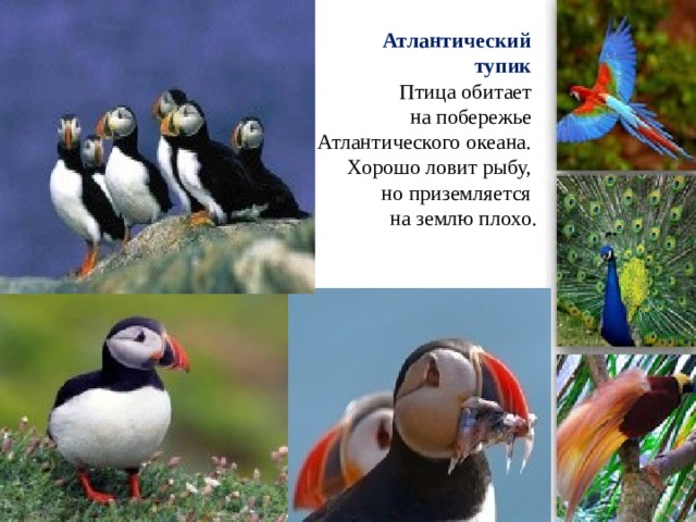 Атлантический  тупик  Птица обитает  на побережье  Атлантического океана.  Хорошо ловит рыбу,  но приземляется  на землю плохо. 