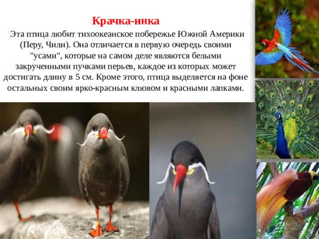Крачка-инка   Эта птица любит тихоокеанское побережье Южной Америки (Перу, Чили). Она отличается в первую очередь своими 