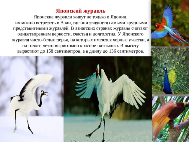 Японский журавль  Японские журавли живут не только в Японии,  их можно встретить в Азии, где они являются самыми крупными представителями журавлей. В азиатских странах журавля считают олицетворением верности, счастья и долголетия. У Японского журавля чисто-белые перья, на которых имеются черные участки, а на голове четко вырисовано красное пятнышко. В высоту вырастают до 158 сантиметров, а в длину до 136 сантиметров.          