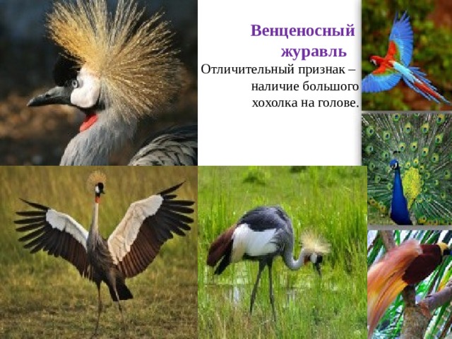Венценосный  журавль  Отличительный признак –  наличие большого  хохолка на голове.   