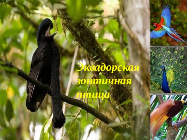 Эквадорская зонтичная птица 
