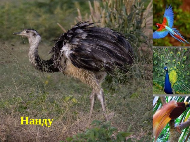 Нанду 