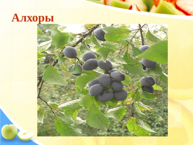 Алхоры 