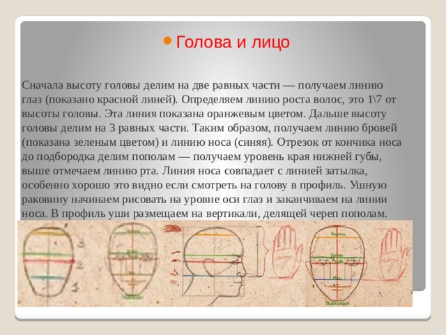 Голова и лицо    Сначала высоту головы делим на две равных части — получаем линию глаз (показано красной линей). Определяем линию роста волос, это 1\7 от высоты головы. Эта линия показана оранжевым цветом. Дальше высоту головы делим на 3 равных части. Таким образом, получаем линию бровей (показана зеленым цветом) и линию носа (синяя). Отрезок от кончика носа до подбородка делим пополам — получаем уровень края нижней губы, выше отмечаем линию рта. Линия носа совпадает с линией затылка, особенно хорошо это видно если смотреть на голову в профиль. Ушную раковину начинаем рисовать на уровне оси глаз и заканчиваем на линии носа. В профиль уши размещаем на вертикали, делящей череп пополам.   