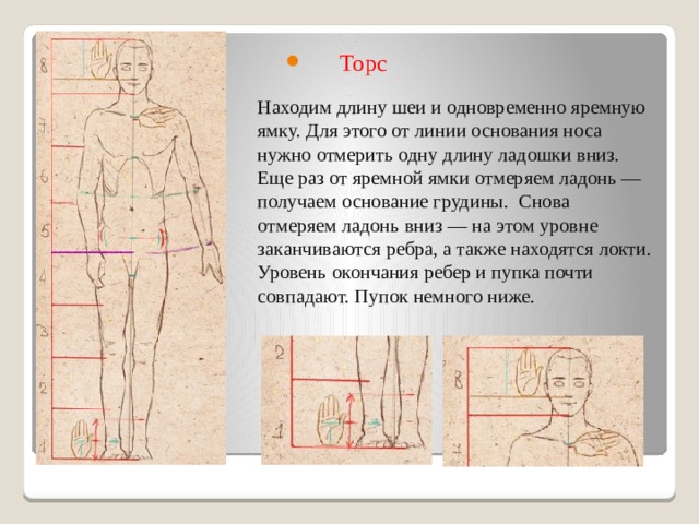 Торс   Находим длину шеи и одновременно яремную ямку. Для этого от линии основания носа нужно отмерить одну длину ладошки вниз. Еще раз от яремной ямки отмеряем ладонь — получаем основание грудины.  Снова отмеряем ладонь вниз — на этом уровне заканчиваются ребра, а также находятся локти. Уровень окончания ребер и пупка почти совпадают. Пупок немного ниже.   