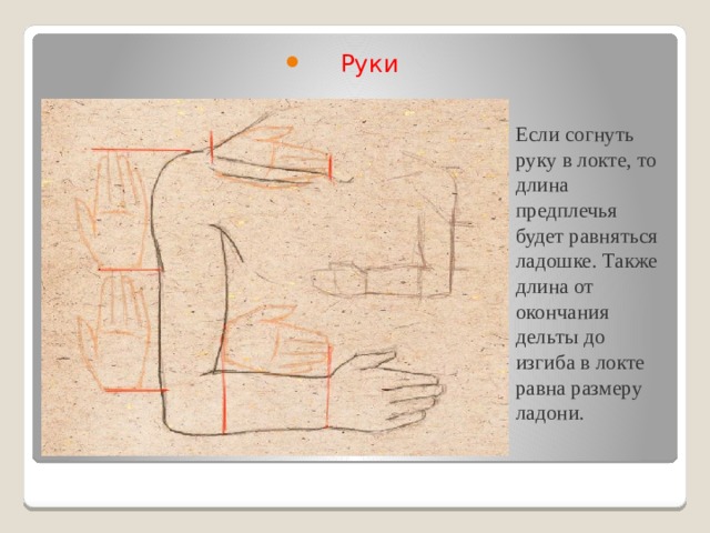 Руки   Если согнуть руку в локте, то длина предплечья будет равняться ладошке. Также длина от окончания дельты до изгиба в локте равна размеру ладони.   
