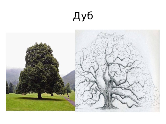 Дуб 