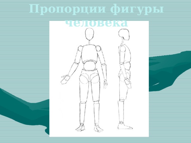 Пропорции фигуры человека 