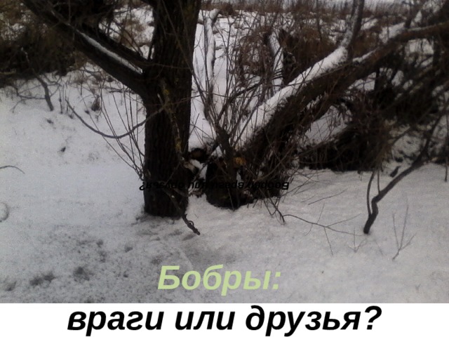 Бобры:  враги или друзья? Бобры: враги или друзья? 
