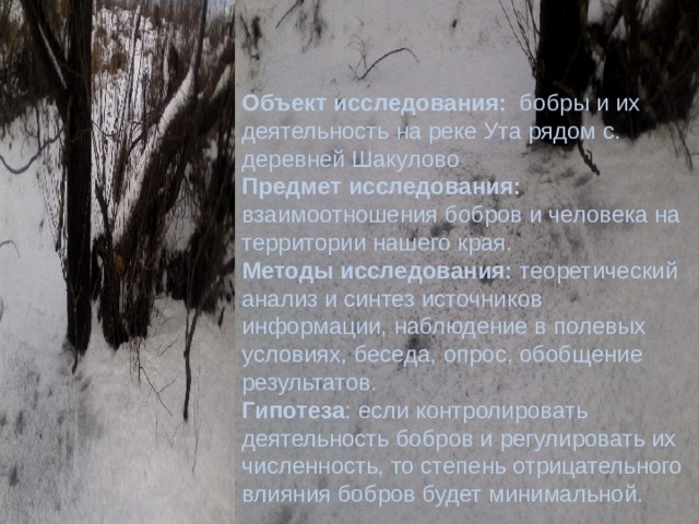    Объект исследования: бобры и их деятельность на реке Ута рядом с. деревней Шакулово Предмет исследования:  взаимоотношения бобров и человека на территории нашего края. Методы исследования: теоретический анализ и синтез источников информации, наблюдение в полевых условиях, беседа, опрос, обобщение результатов. Гипотеза : если контролировать деятельность бобров и регулировать их численность, то степень отрицательного влияния бобров будет минимальной. 
