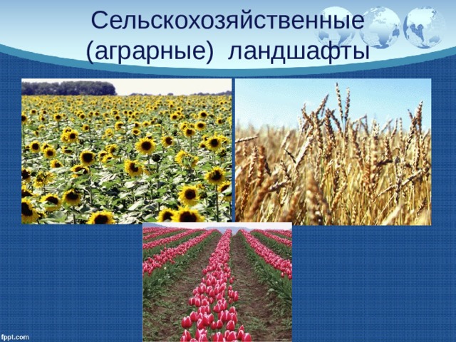 Сельскохозяйственные (аграрные) ландшафты 