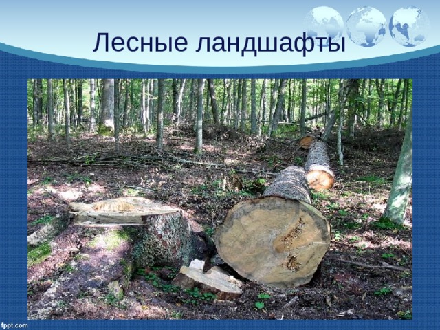 Лесные ландшафты 