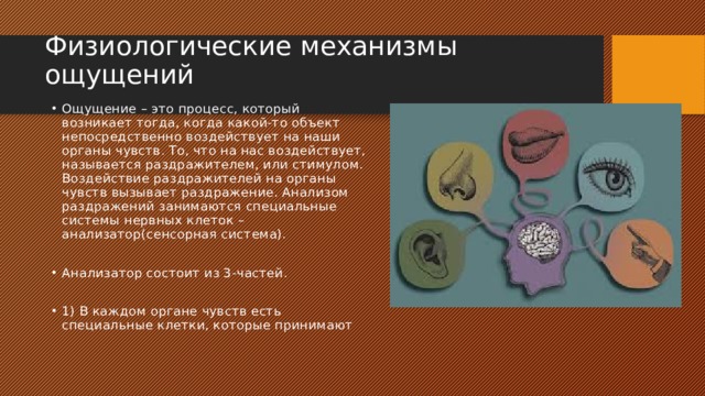 Физиологические механизмы ощущений   Ощущение – это процесс, который возникает тогда, когда какой-то объект непосредственно воздействует на наши органы чувств. То, что на нас воздействует, называется раздражителем, или стимулом. Воздействие раздражителей на органы чувств вызывает раздражение. Анализом раздражений занимаются специальные системы нервных клеток – анализатор(сенсорная система). Анализатор состоит из 3-частей. 1) В каждом органе чувств есть специальные клетки, которые принимают 